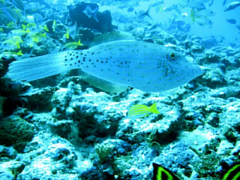 2013 02 18 Yann (26) Fatu_b.jpg